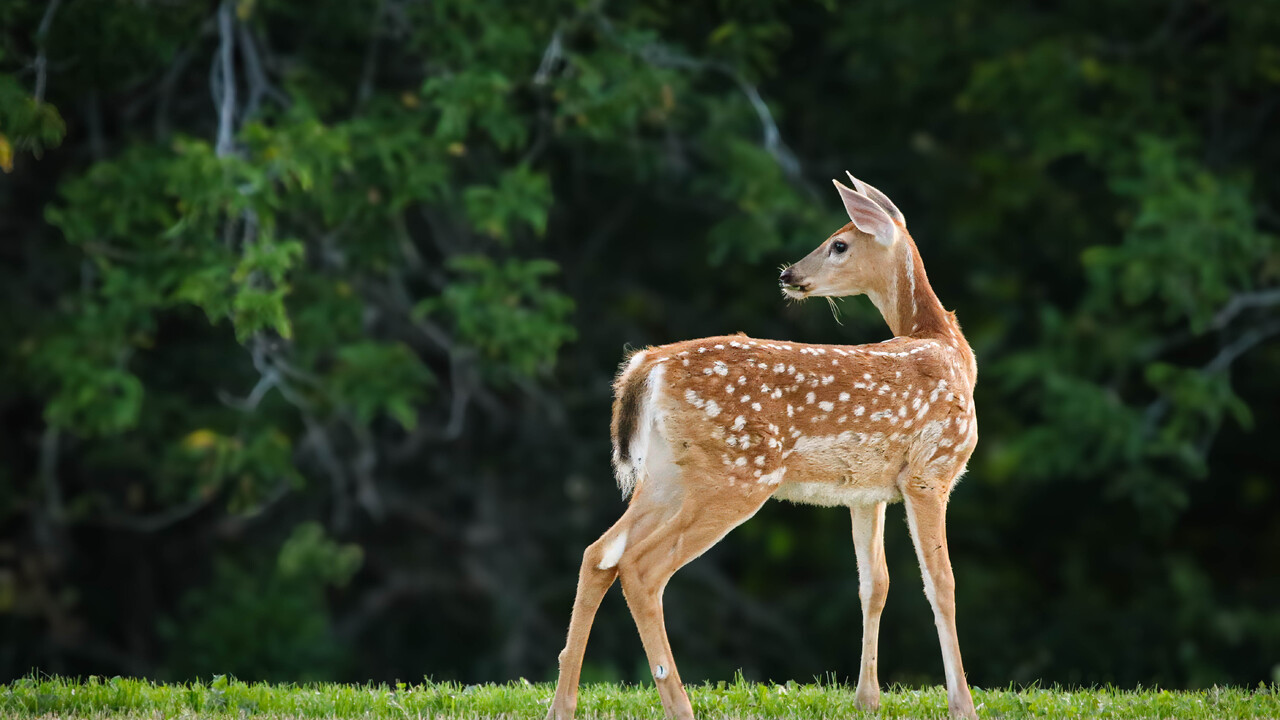 Fawn