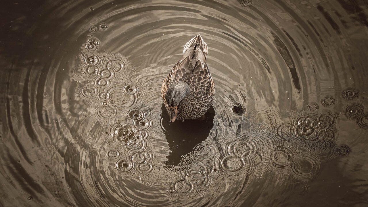 Shaking Up the Stillness