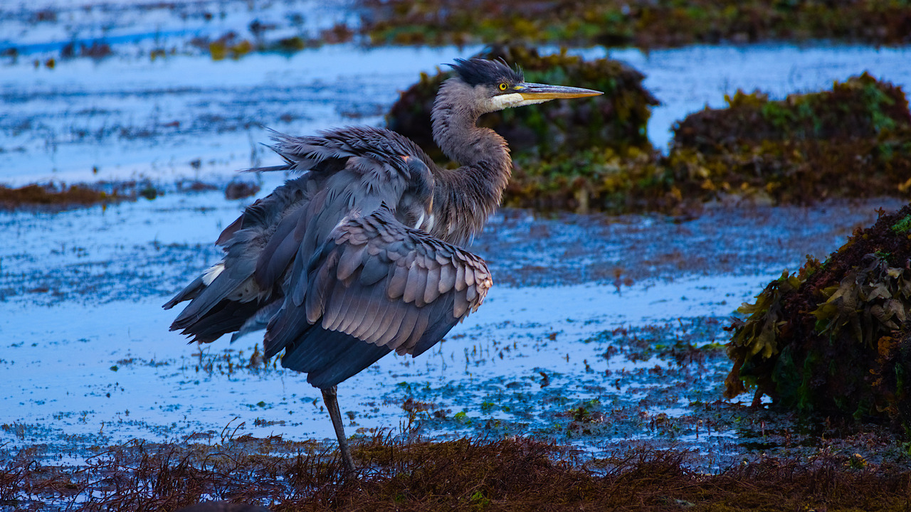 Frazzled Heron