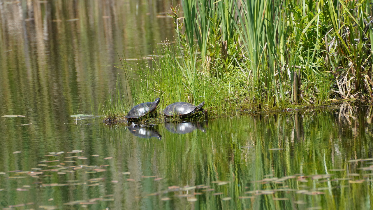 Nature scene - The turtles