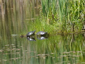 Nature scene - The turtles