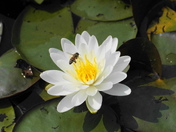 From the flower and bee collection