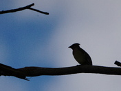 Silhouette - The waxwing