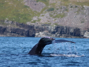 Newfoundland's Treasures