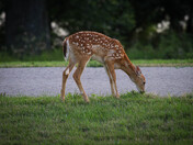 Backyard Deer