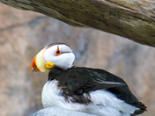 Kenai Fjords National Park