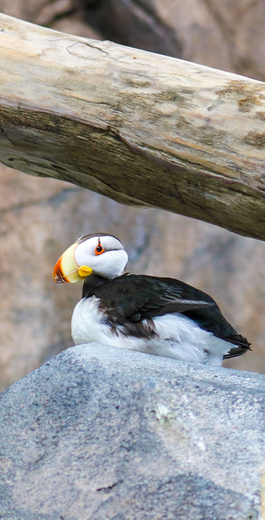 Kenai Fjords National Park