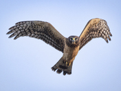Northern Harrier Flyover