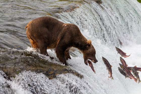 Katmai National Park and Preserve