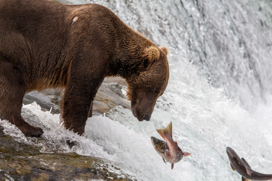 Katmai National Park and Preserve