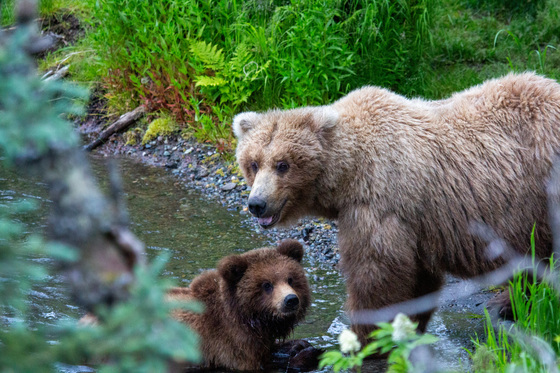 Katmai National Park and Preserve