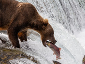 Katmai National Park and Preserve
