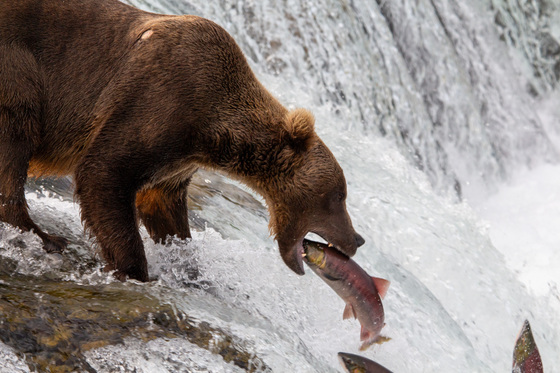 Katmai National Park and Preserve