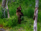 Katmai National Park and Preserve