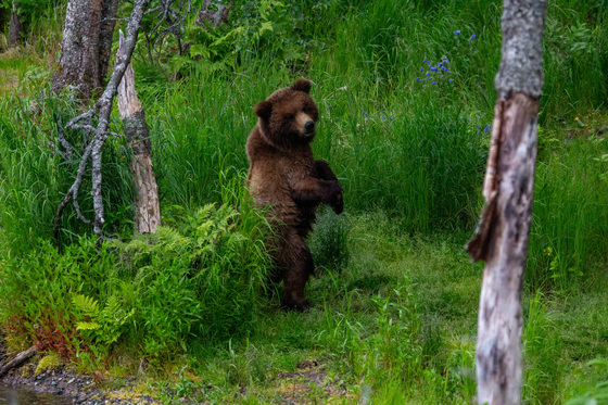 Katmai National Park and Preserve