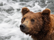 Katmai National Park and Preserve