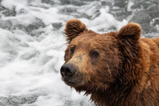 Katmai National Park and Preserve