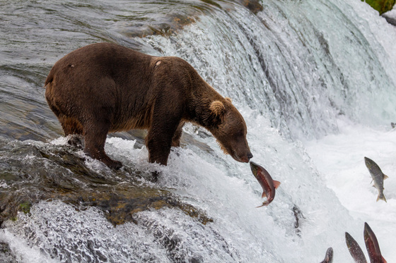 Katmai National Park and Preserve