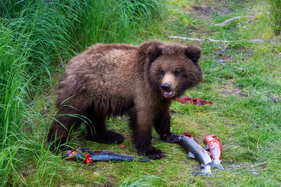 Katmai National Park and Preserve