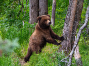 Katmai National Park and Preserve