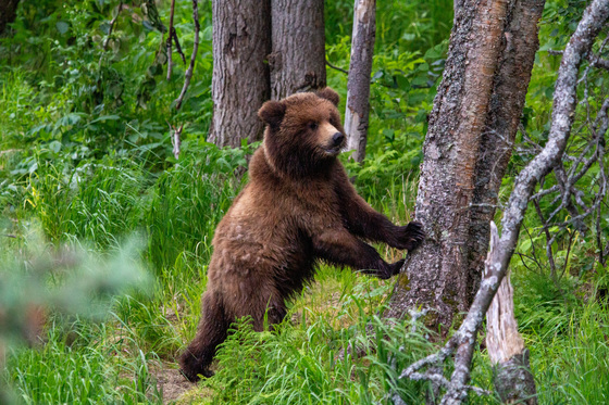 Katmai National Park and Preserve