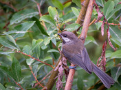 Boreal Chickadee