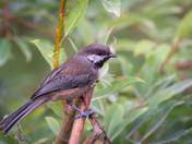 Boreal Chickadee