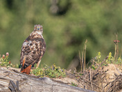 Red-tailed Hawk