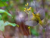 Wilson's Warbler Looking Spiffy!