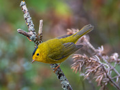 Wilson's Warbler Looking Spiffy!