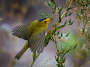 Wilson's Warbler Looking Spiffy!