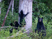 Cautious Momma Black Bear