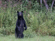 Cautious Momma Black Bear