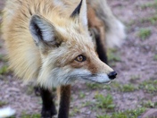 Maroon Bells Scenic Area