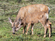 A tender moment between Momma Mule Deer and her Fawn