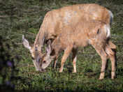 A tender moment between Momma Mule Deer and her Fawn