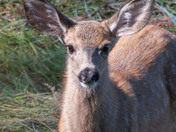 A tender moment between Momma Mule Deer and her Fawn