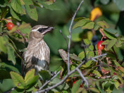 Cedar Waxwings like berries too!