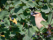 Cedar Waxwings like berries too!