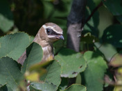 Cedar Waxwings like berries too!