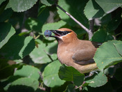 Cedar Waxwings like berries too!