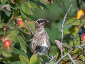 Cedar Waxwings like berries too!
