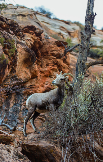 Zion National Park