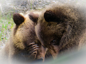 Grizzly Cubs, A Tender Moment