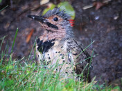 A Very Wet Flicker