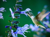 Ruby-throated Hummingbird