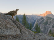 Yosemite National Park