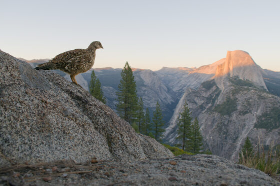 Yosemite National Park