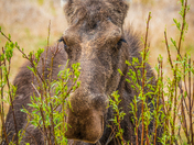 Moose In Willows 