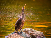 Cormorant 